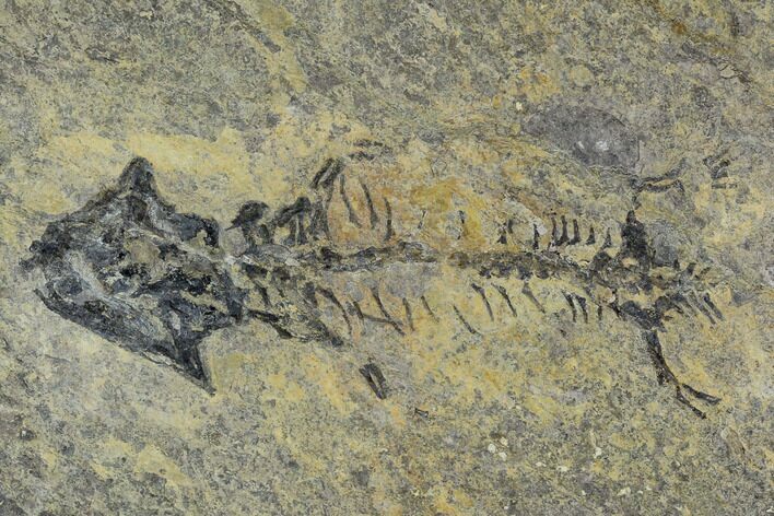 Discosauriscus (Permian Reptiliomorph) - Czech Republic #125591